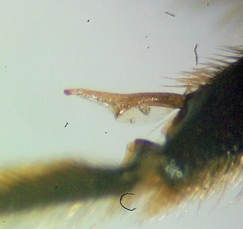 Réf. 232 739 : Andrena pandellei